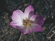 Colchicum spp.